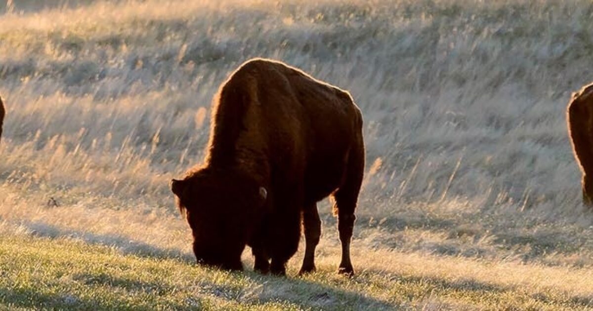 Things to Do in Rapid City, SD